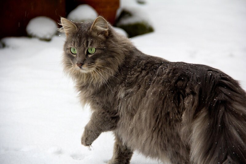 Long-haired Cat in Snow — Gray, Calm