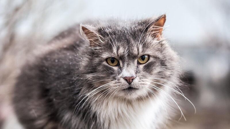 Long-haired Cat in Snow — Gray, Intense