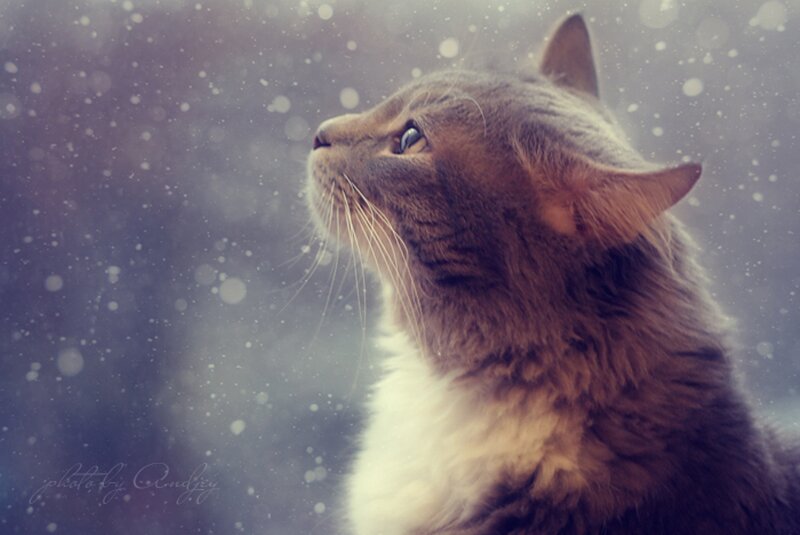 Long-haired Cat in Snow — Gray, Serene
