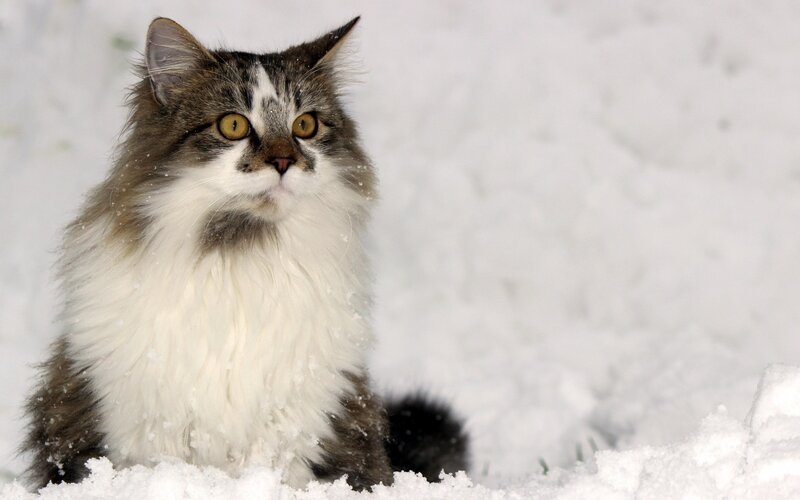 Long-haired Cat in Snow — White, Calm