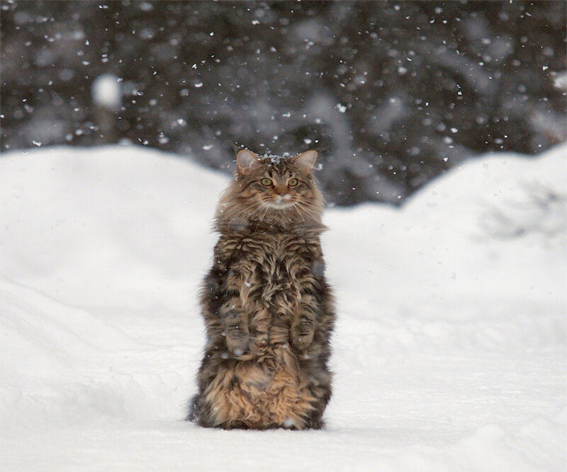 Long-haired Cat in Snow — White, Cold