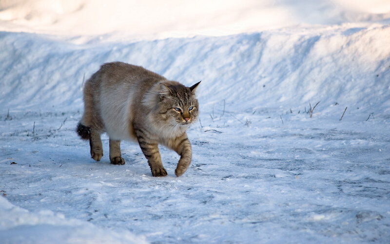 Long-haired Cat in Snow — White