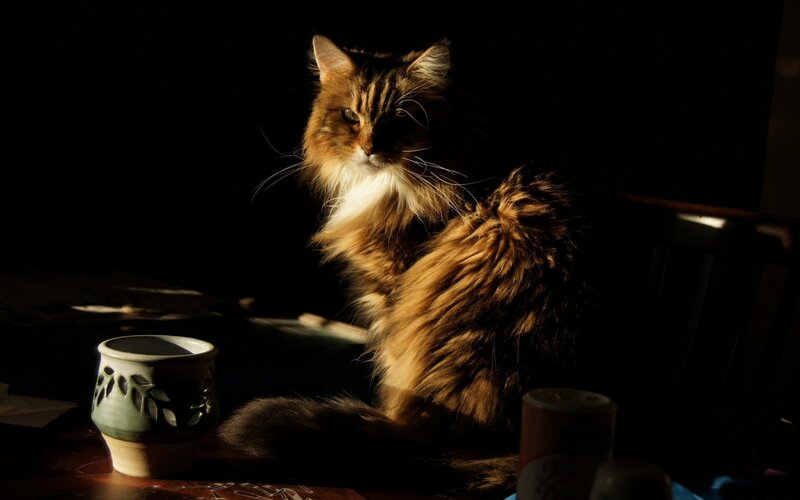 Long-haired Cat in Sunlight — Brown, Dramatic