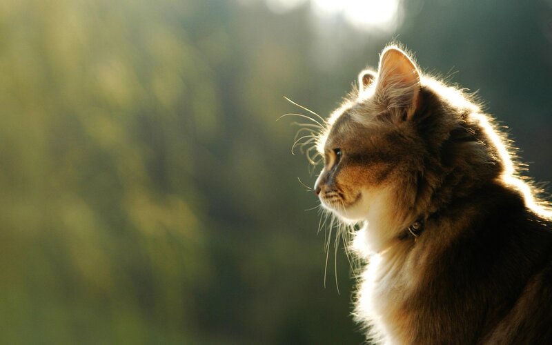Long-haired Cat in Sunlight — Brown, Serene