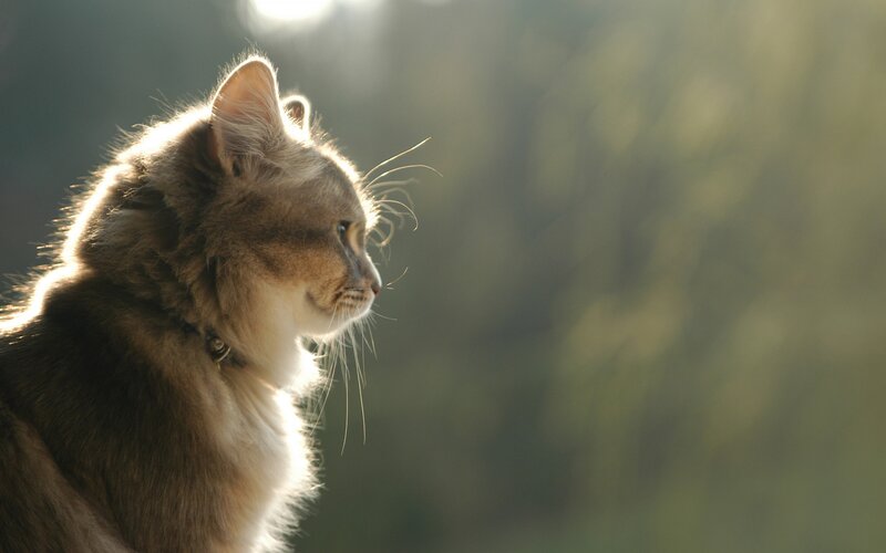 Long-haired Cat in Sunlight