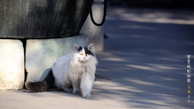 Long-haired Cat in Sunlight — White, Serene
