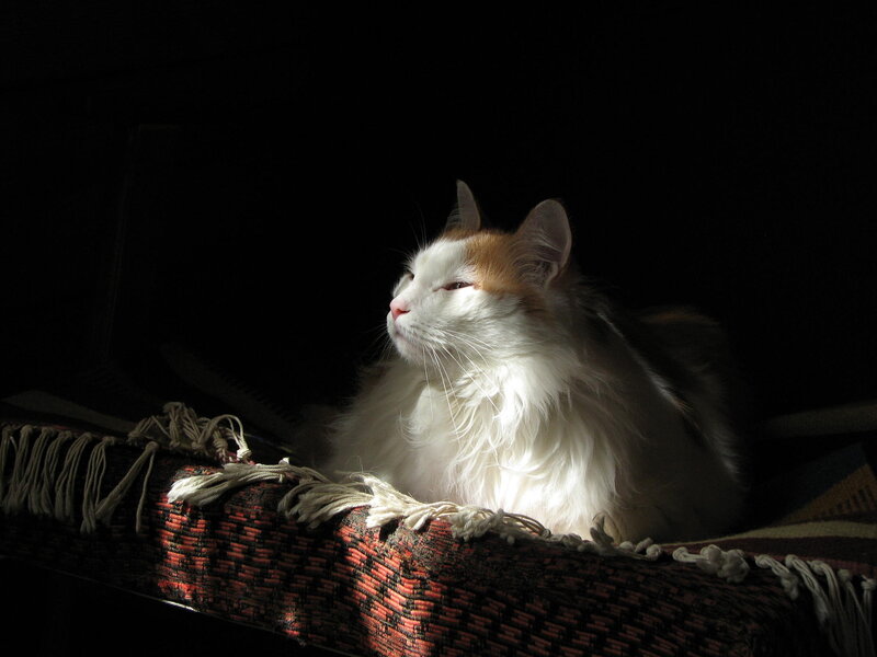 Long-haired Cat in Sunlight — White