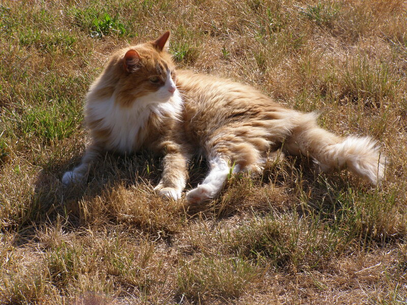 Long-haired cat in the grass