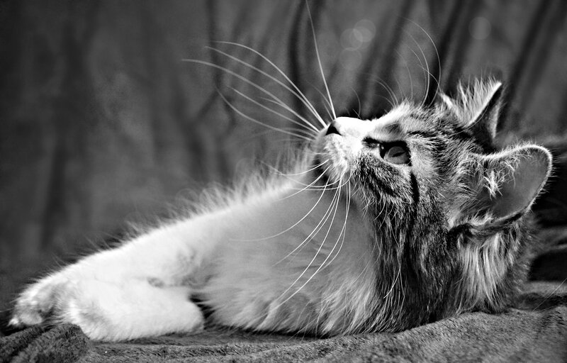 Long-haired Cat Lying — Black, Calm