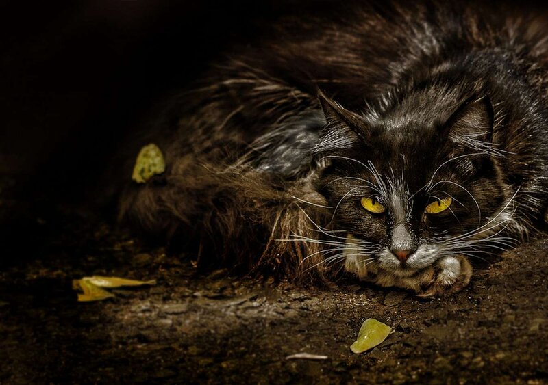 Long-haired Cat Lying — Black