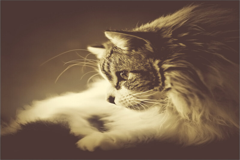 Long-haired Cat Lying Down — Brown, Calm