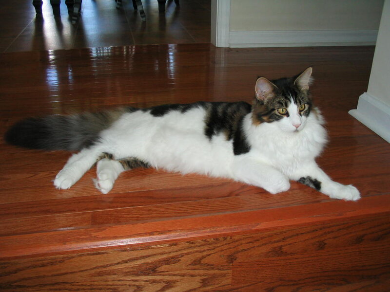 Long-haired Cat Lying Down — Brown