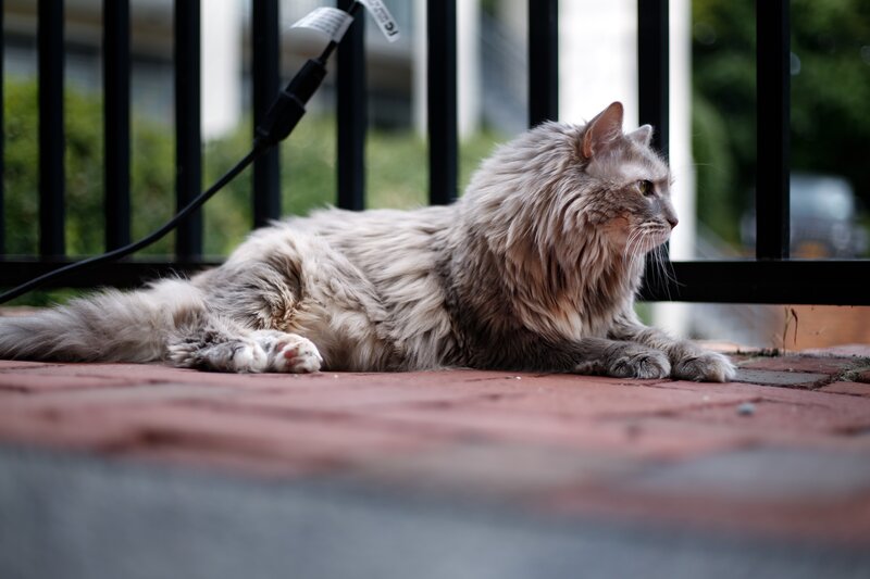 Long-haired Cat Lying Down — Gray, Calm, Afternoon