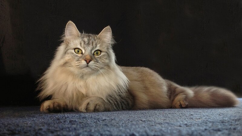 Long-haired Cat Lying Down — Gray, Calm, Photograph, Carpet, Dark Background