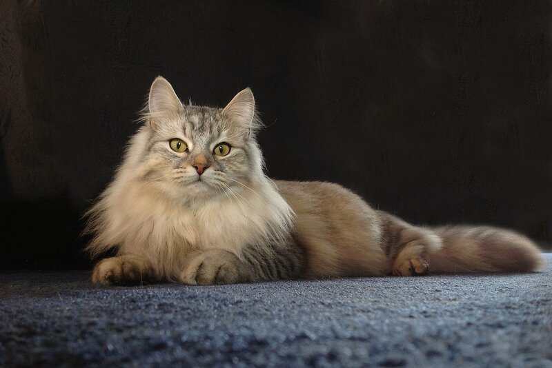 Long-haired Cat Lying Down — Gray, Calm, Photograph, Carpet