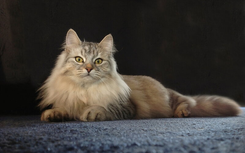 Long-haired Cat Lying Down — Gray, Calm, Photograph