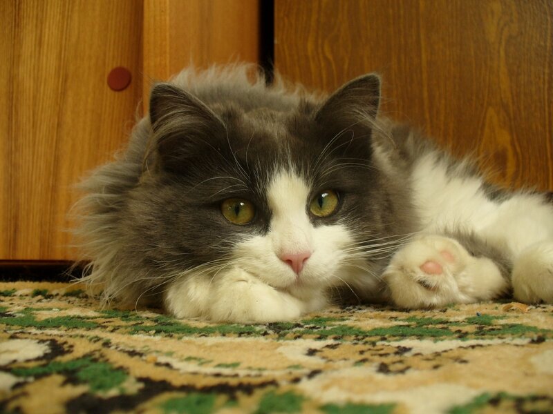 Long-haired Cat Lying Down — Gray, Calm