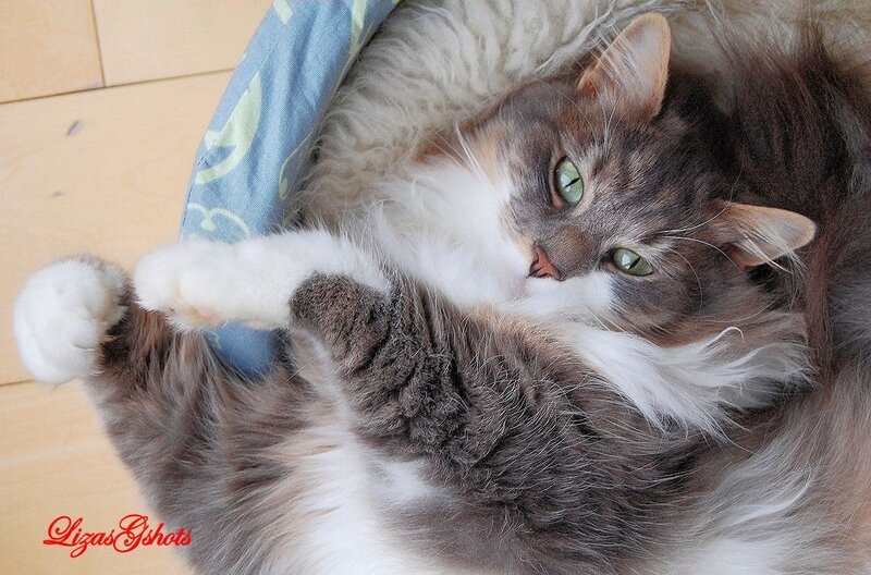 Long-haired Cat Lying Down — Gray