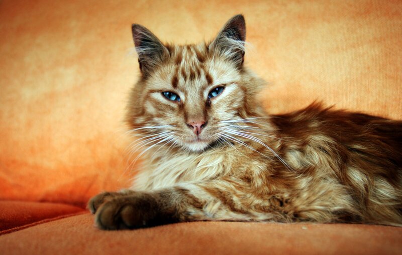 Long-haired Cat Lying Down — Orange