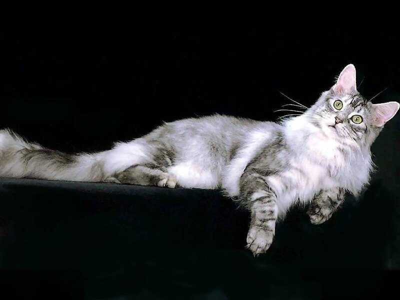 Long-haired Cat Lying Down