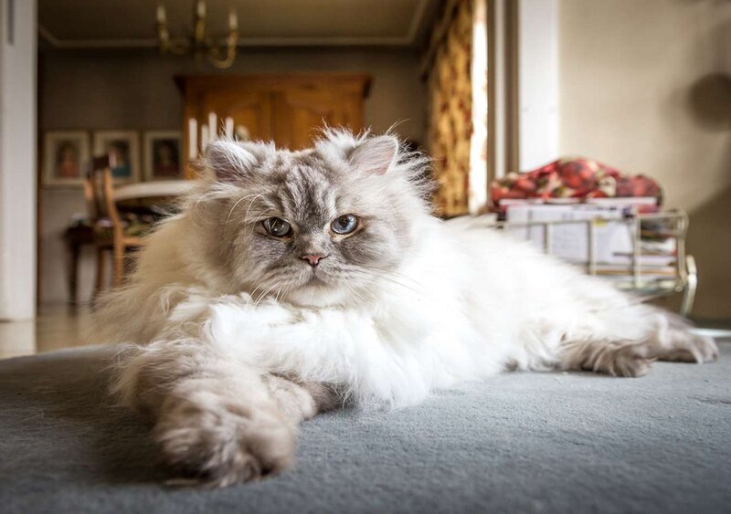 Long-haired Cat Lying Down — White, Calm, Afternoon