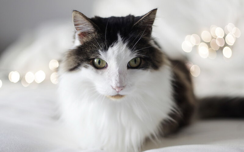 Long-haired Cat Lying Down — White, Calm, Photograph
