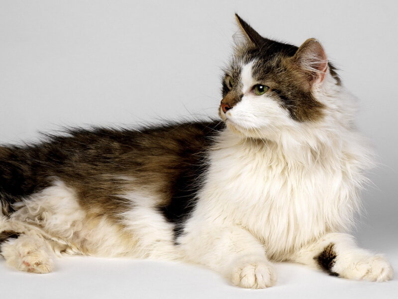 Long-haired Cat Lying Down — White, Calm