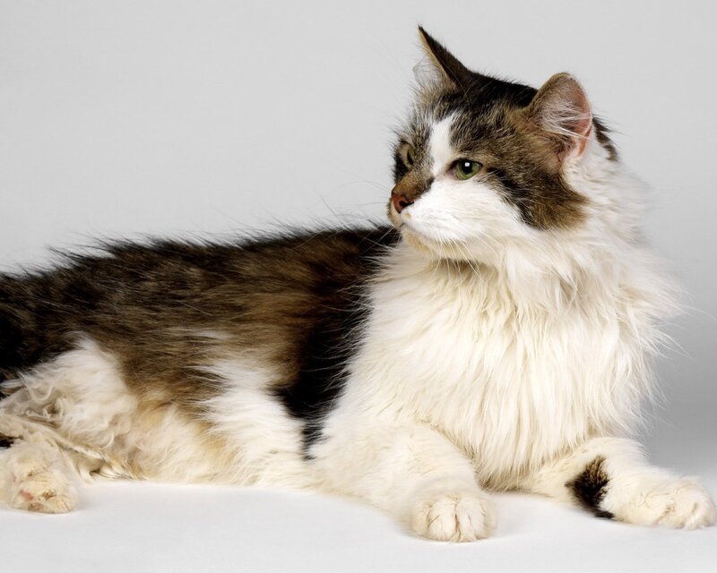 Long-haired Cat Lying Down — White