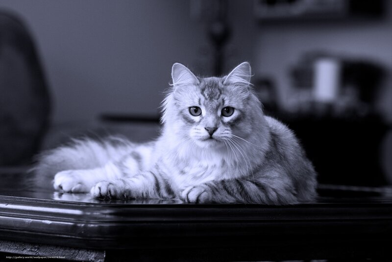 Long-haired Cat Lying — Gray, Calm