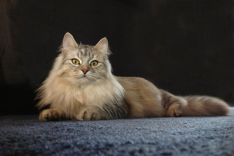 Long-haired Cat Lying — Gray