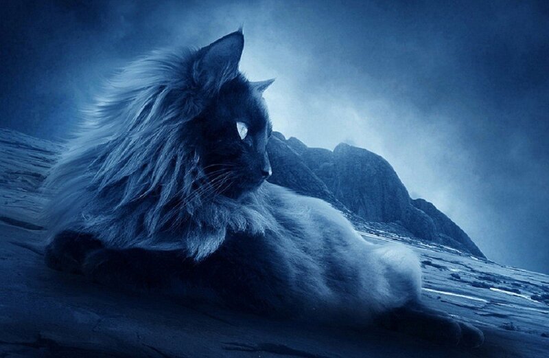 long-haired cat on a mountain