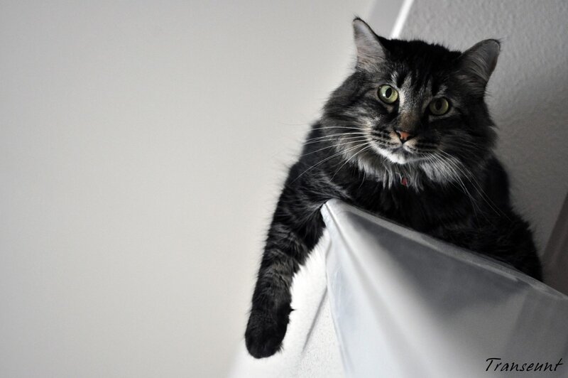 long-haired cat on a shelf