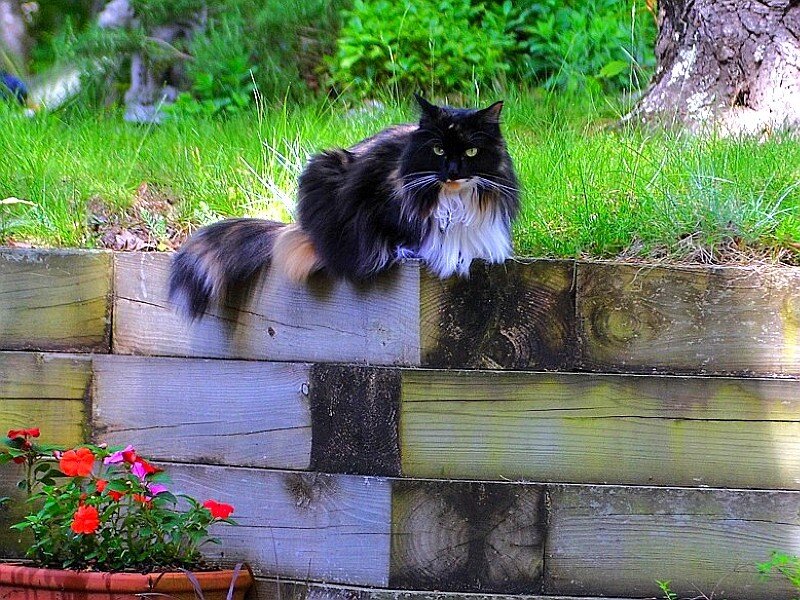 Long-haired cat on a wall