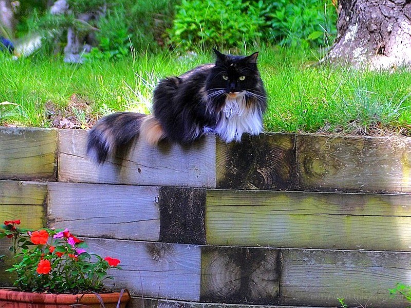Long-haired cat on a wall