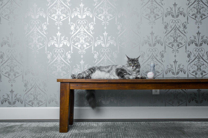 Long-haired Cat on Bench — Gray