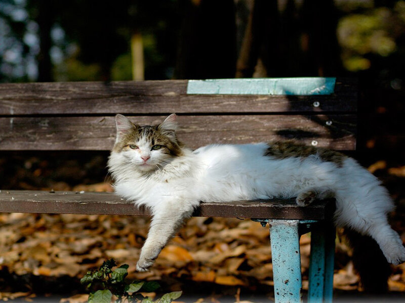 Long-haired Cat on Bench