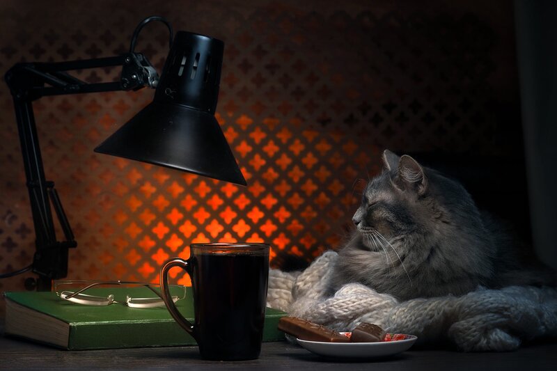 Long-haired Cat on Blanket — Black