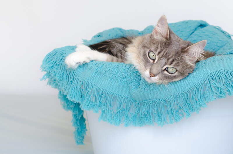 Long-haired Cat on Blanket — Blue