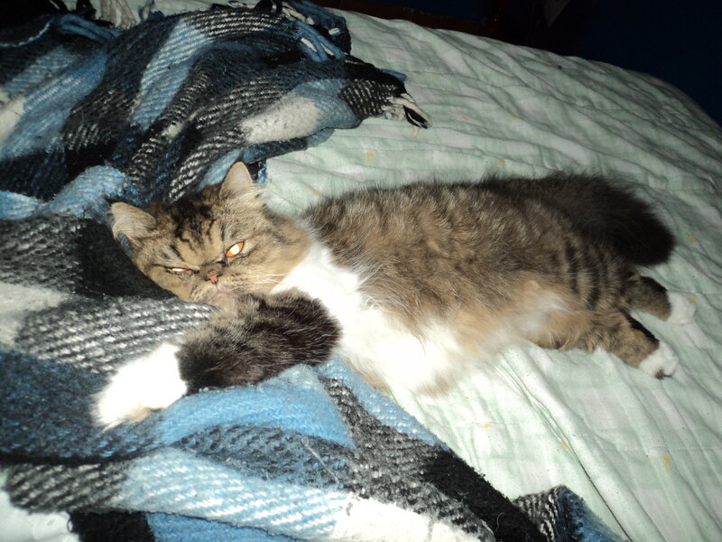 Long-haired Cat on Blanket