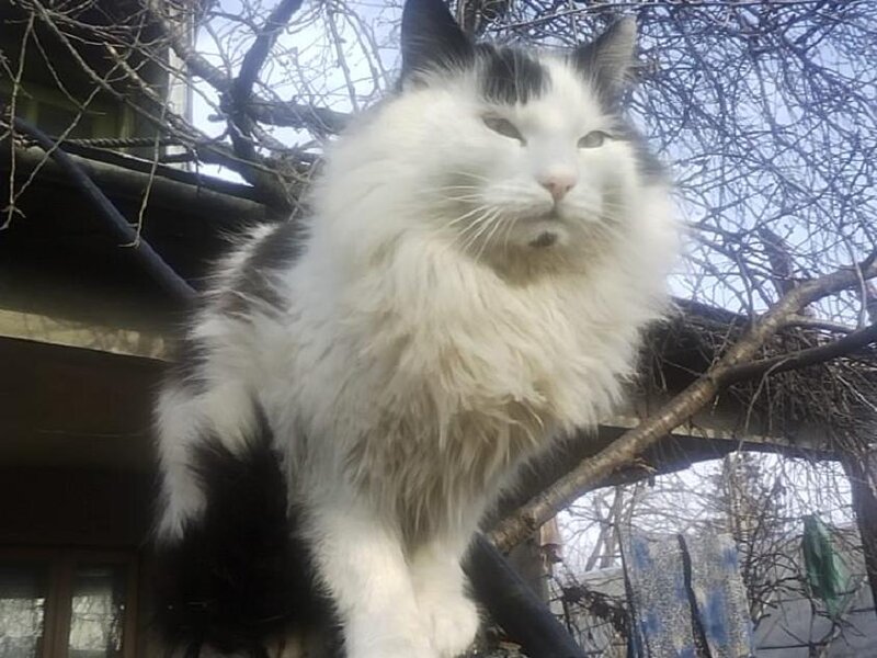 Long-haired Cat on Branch