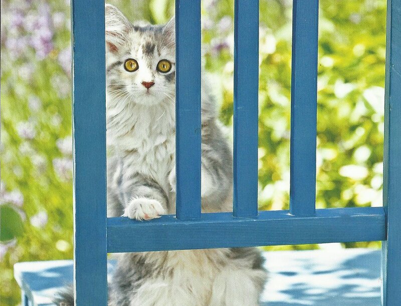 Long-haired Cat on Chair