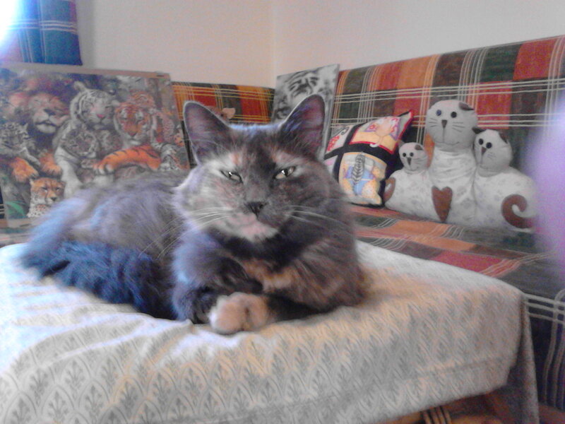 Long-haired Cat on Couch — Gray