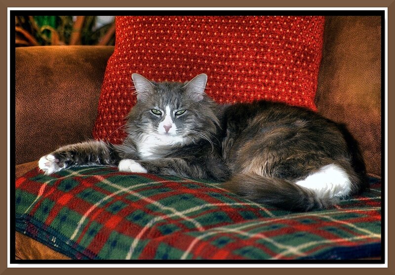 Long-haired Cat on Couch