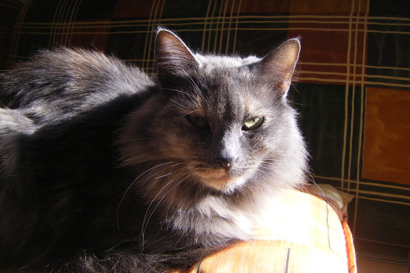 Long-haired Cat on Cushion