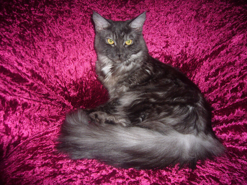 Long-haired Cat on Fabric