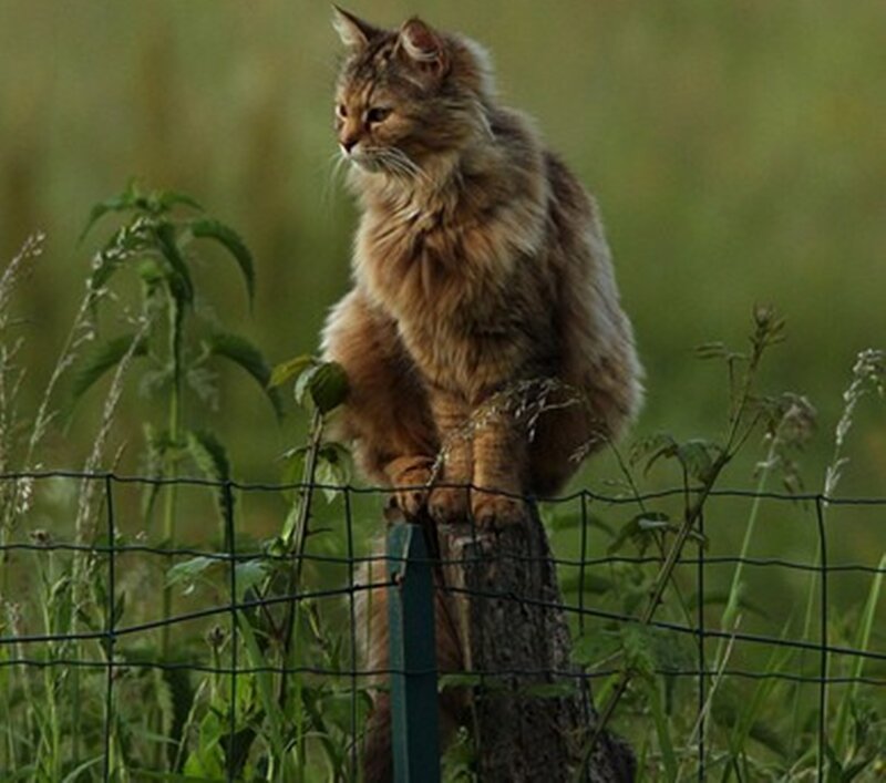 Long-haired Cat on Fence — Brown