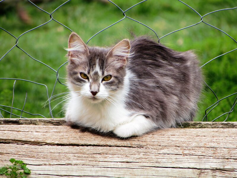 Long-haired Cat on Fence — Gray