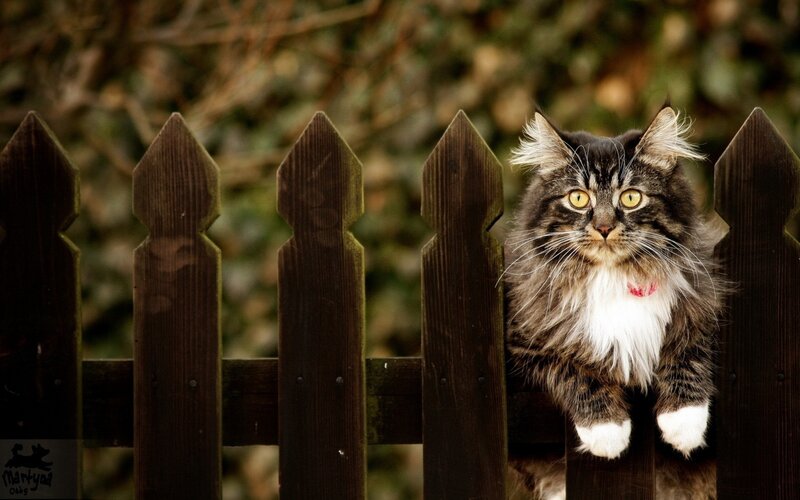 Long-haired Cat on Fence