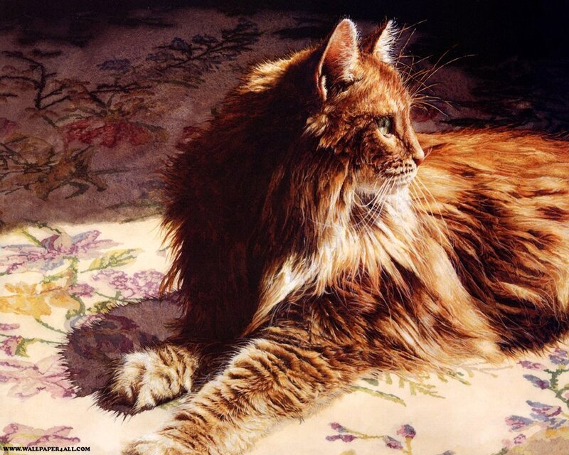 long-haired cat on floral rug