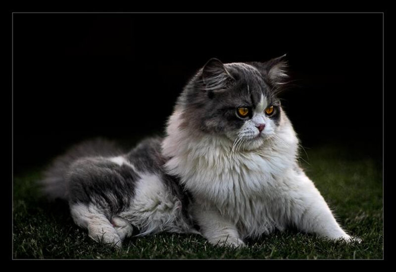 Long-haired Cat on Grass
